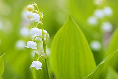 婷婷丁香六月:夏至丁香花海,诗意浪漫来袭-4