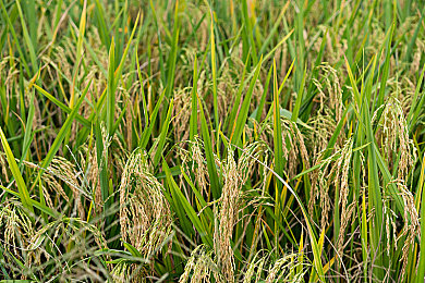 亚洲曰本多毛毛茸茸茸：日式潮流新风尚，浓密毛茸诠释个性-5